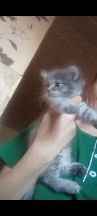 Шотланские Мальчик и девочка 1,2 месяца.
