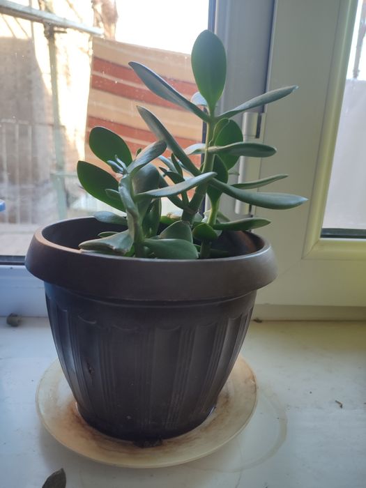 Продаю домашние цветы денежные дерево 2 шт.герани 5 шт.китайский чай .