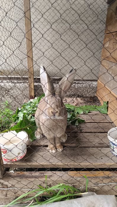 Продам кроликов 2шт