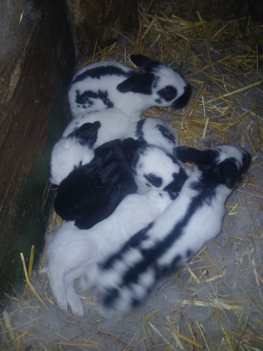 Vând iepuri Fluturi piestriț în salul Gvardenița