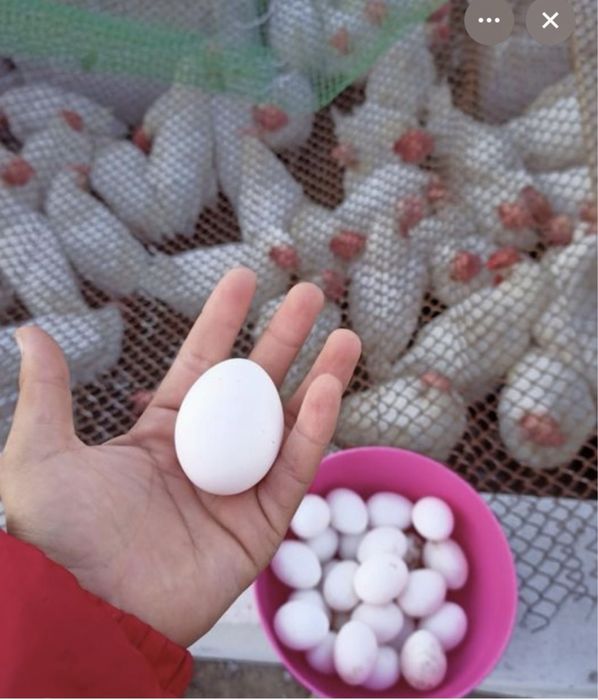 Продам  несушки