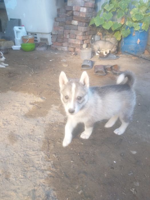 Продаётся собаки