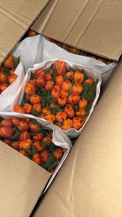 Свежие Тюльпаны на 8 Марта