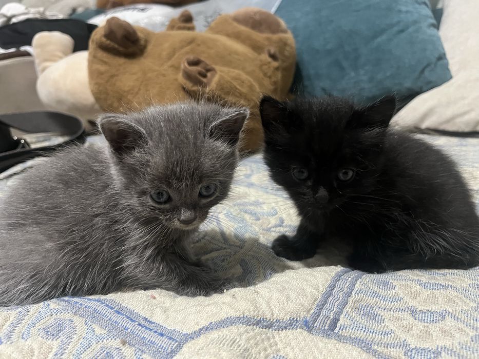 Отдам котят в добрые руки