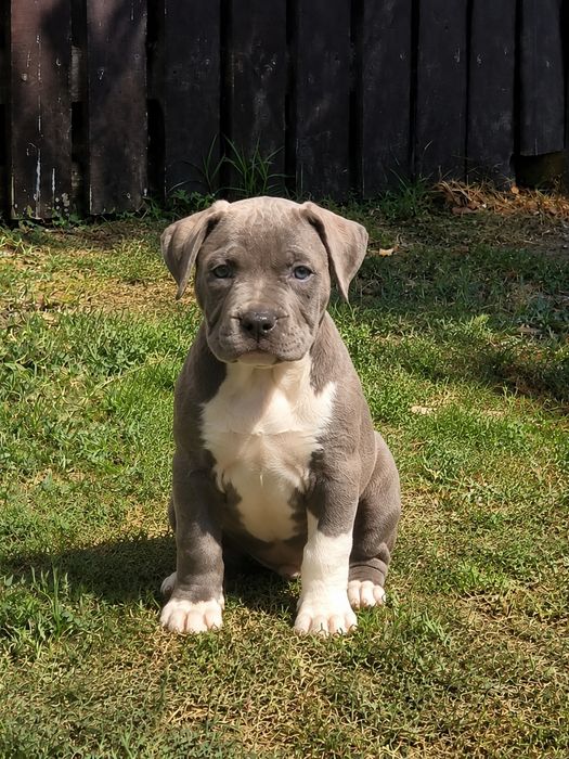 Mascul American Staffordshire Terrier Blue cu Alb