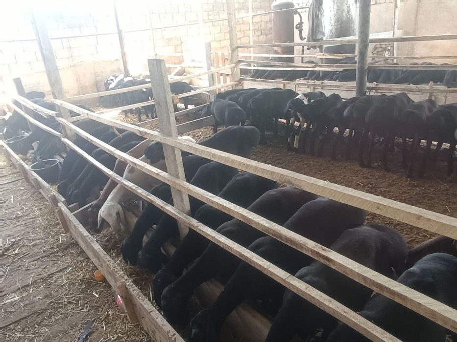 Qoylar sotiladi eng arzon narhlarda