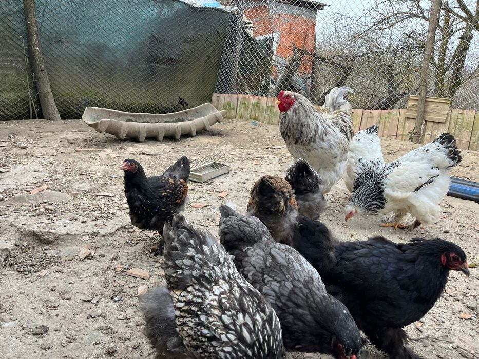 Cocoș    și puicuțe brahman  9 buc