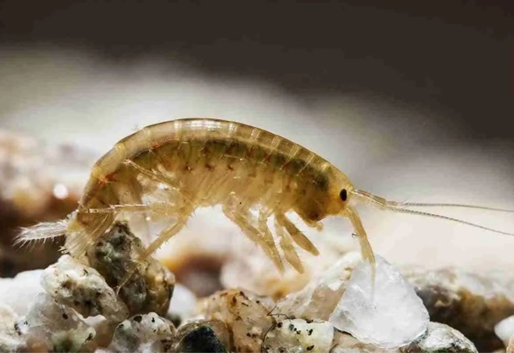 Hrana vie gammarus