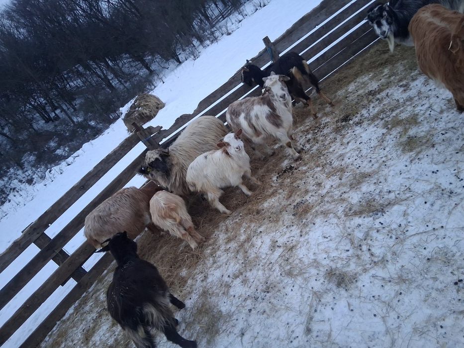 Vând turma de capre