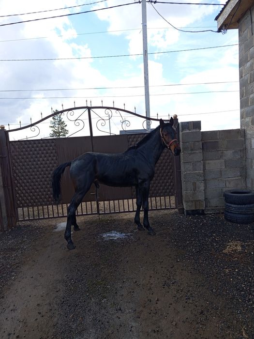 Кунан сатылады биік ірі