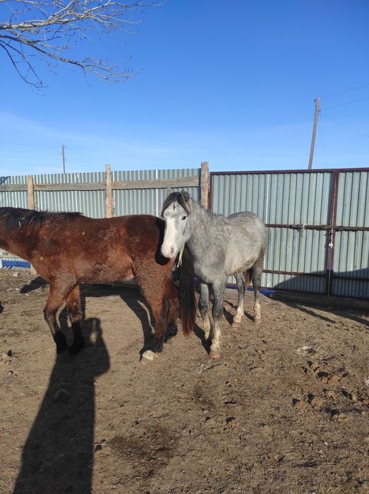 Айғыр, дөненшығар, тай, жабағы сатылады