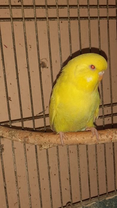 Попугай выставочный