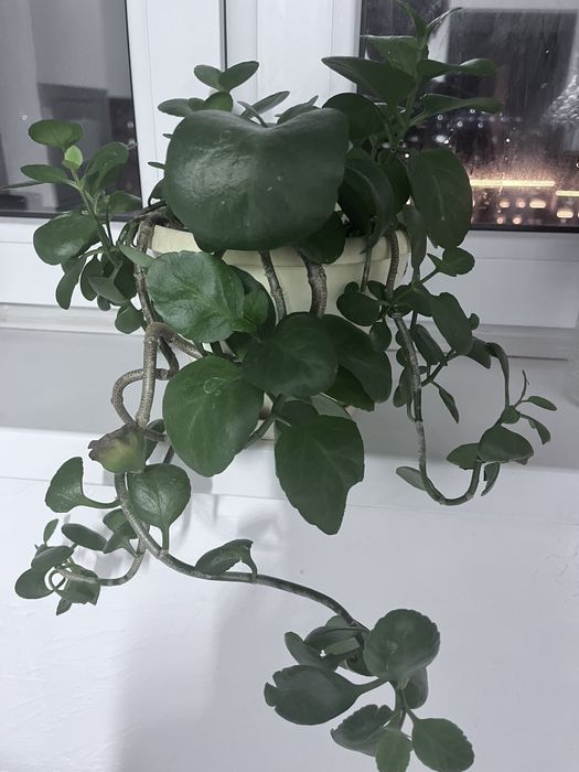 Продам цветы в хорошем состояние