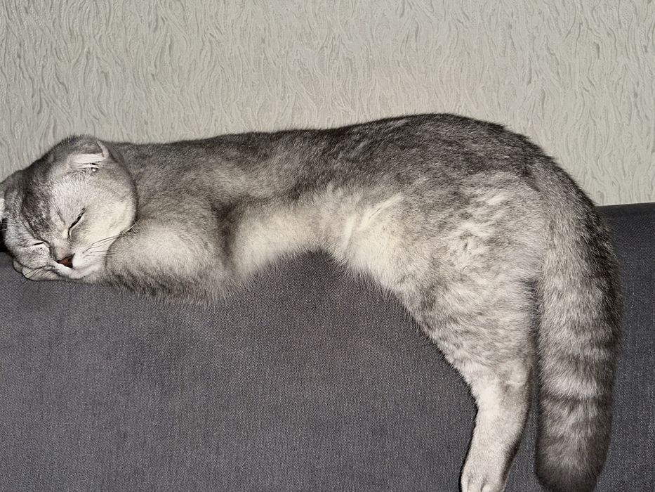 Шотландская вислоухая