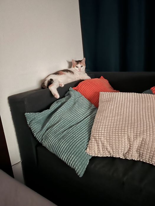 Donez pisică adultă cuminte si iubitoare pe care am crescuto de mică