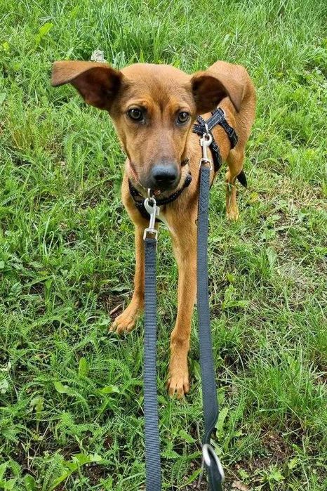 JODA, un câine mascul metis care a fost adoptat.