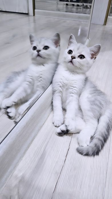 Британская серебристая шиншилла