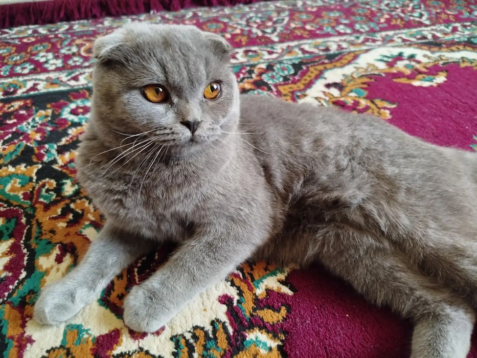 Срочно продаётся котик