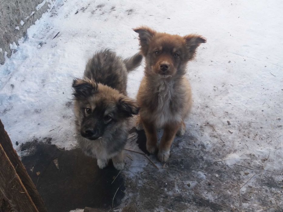 Дарю щенков во двор!