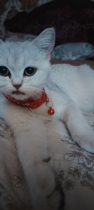Seribristiy shinshila
