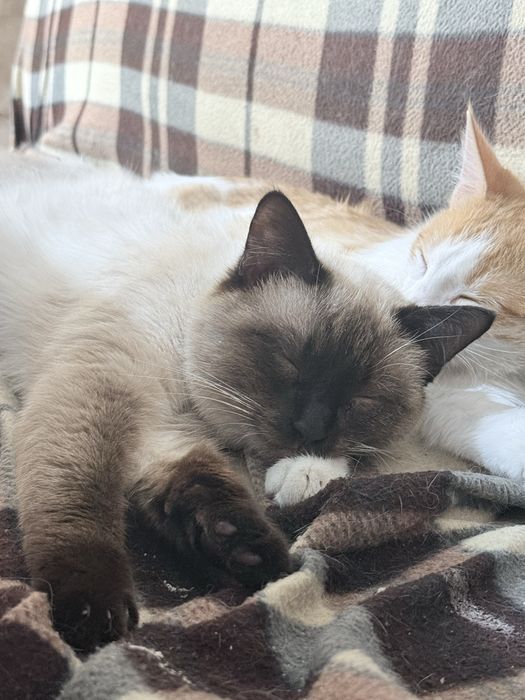 в добрые руки.