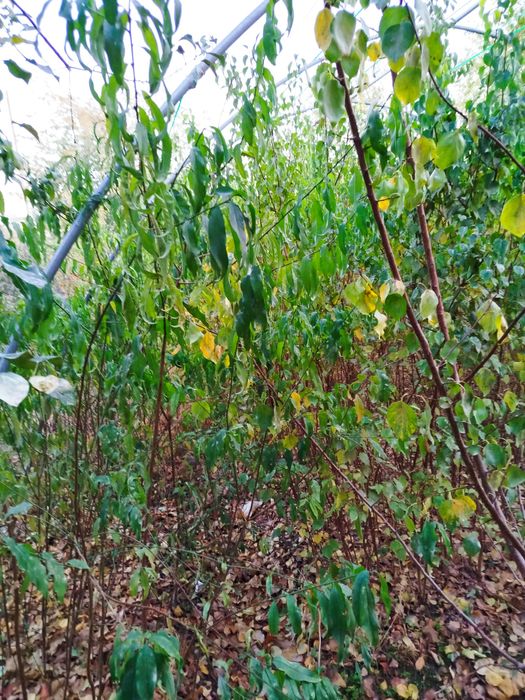 Oʻrik va shaftoli koʻchatlari sotiladi