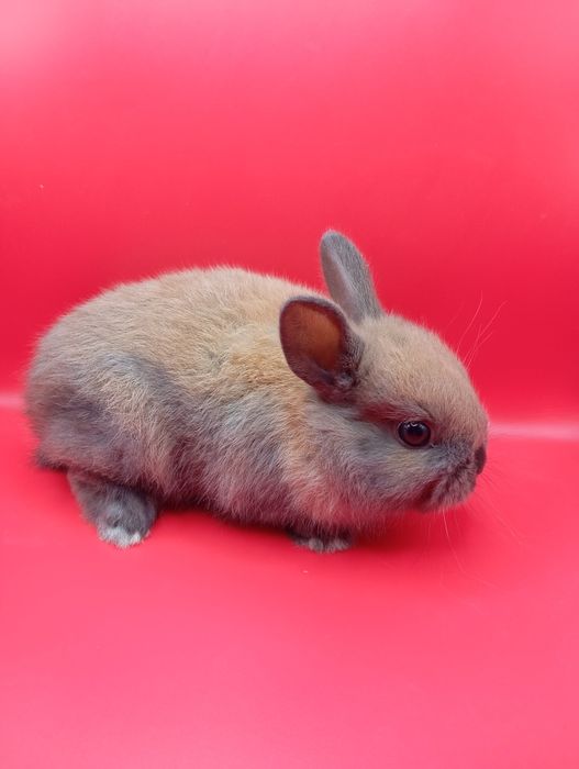 Кролики декоративные