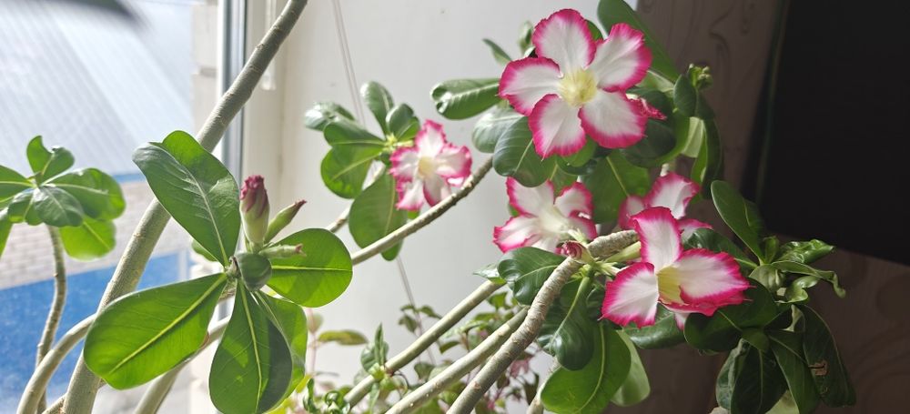 Продам Адениум !