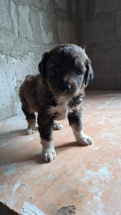 Отдам щенков в добрые руки.