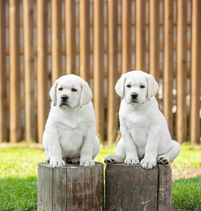 Лабрадора Ретривера Малыши!