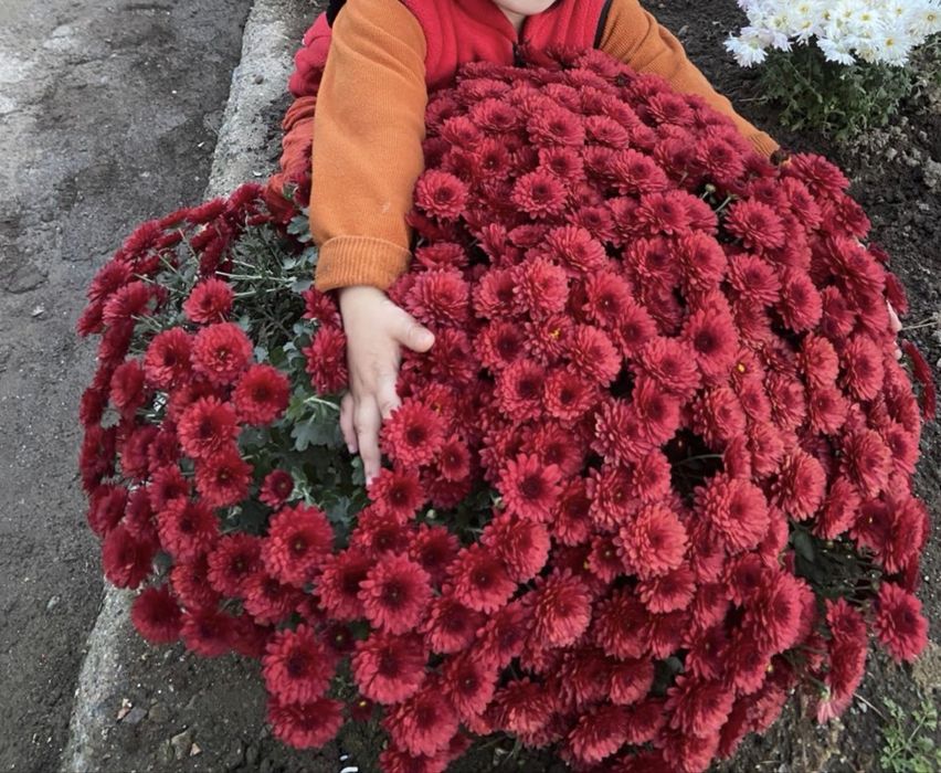 Глобус хризантема саженцы