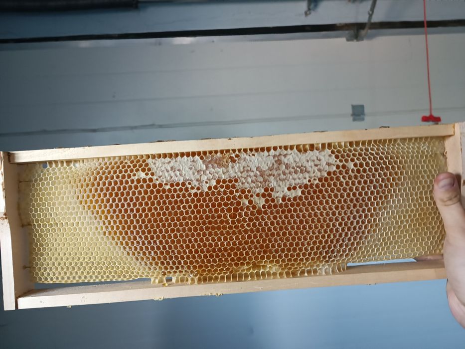 Vând rama cu fagure si miere (transport gratuit in Arad)