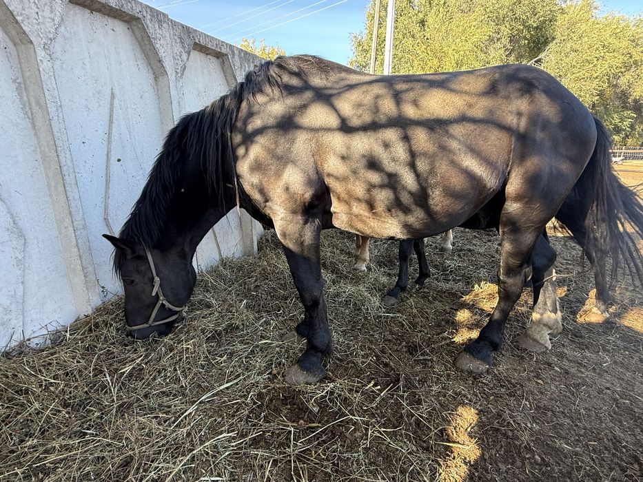 Тяжеловесные лошади