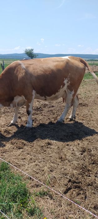 Vaca bălțată de vânzare