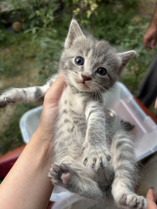 Котята, 1 месяц, домашние! В любящие руки.