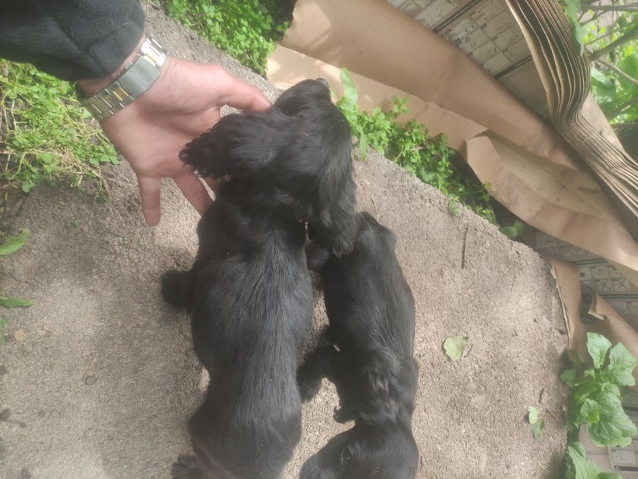 Срочно! Розыск! Хозяев!