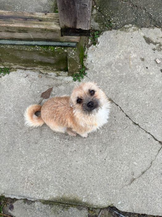 Caine (femelă) talie mică