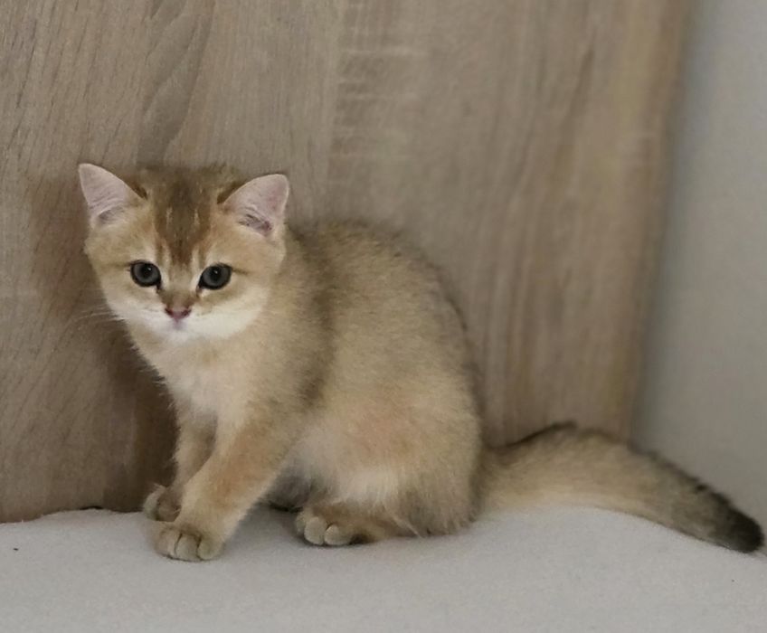 British shorthair băiețel