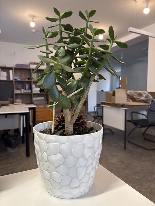 Денежное дерево