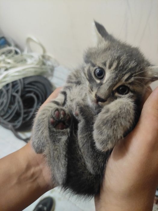 Продаются котята