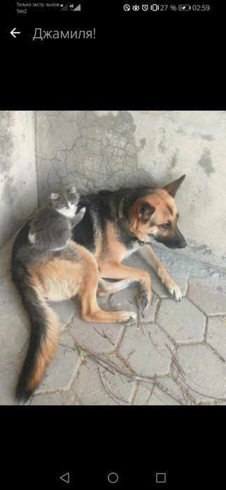 Щенята! Охотничий тьрьер!девочки, и мальчики.