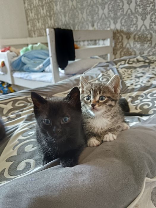 отдам котят в добрые руки