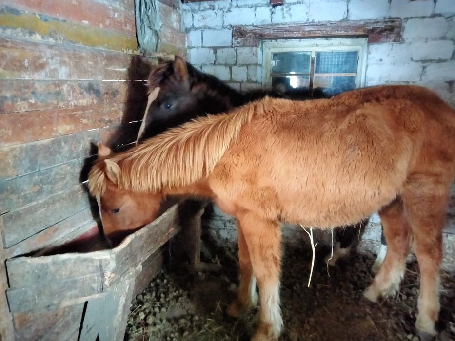 Продам жабагы еркек, мальчики..