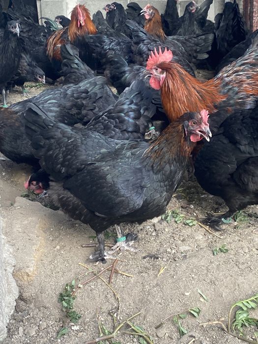 Oua incubat Marans Negru Aramiu