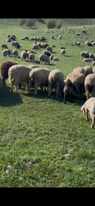 Қозылы қой сатылады 400 бас