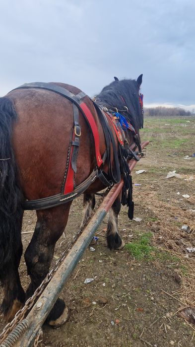 Armăsar de 6 ani de vânzare