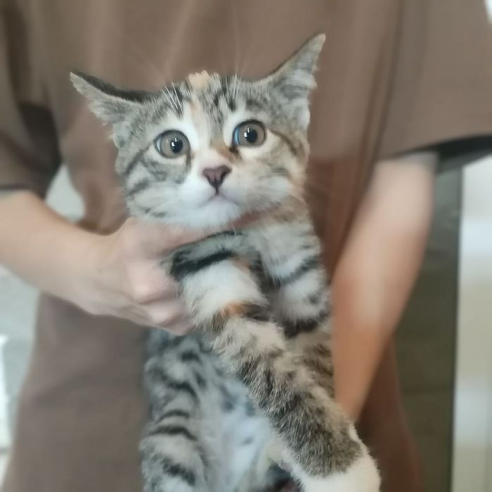 Ласковые котята в добрые руки