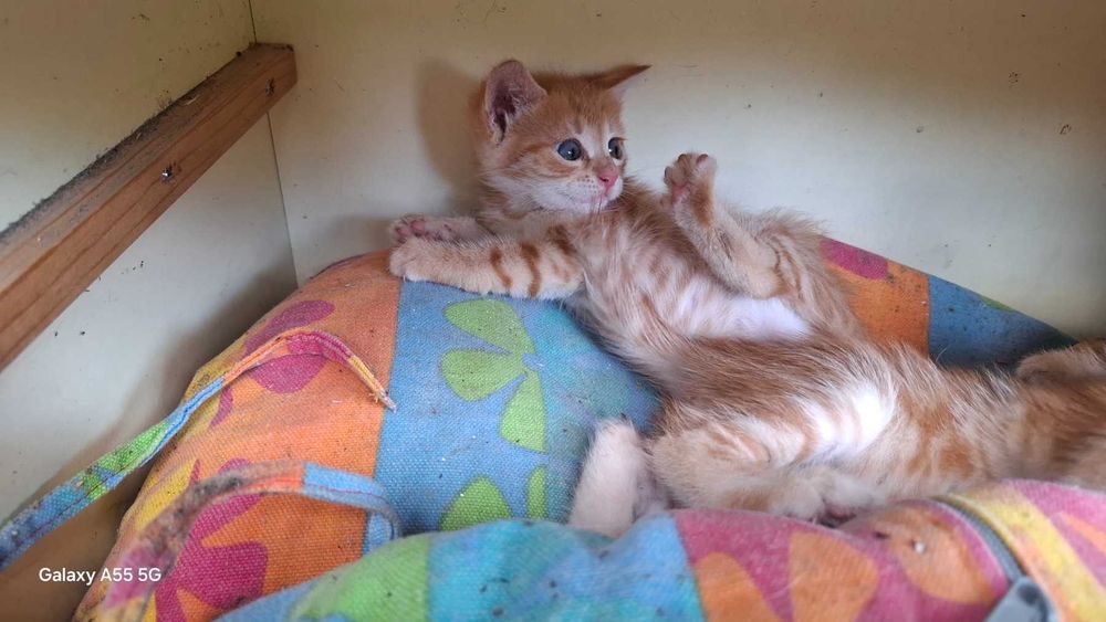 Подарявам котета