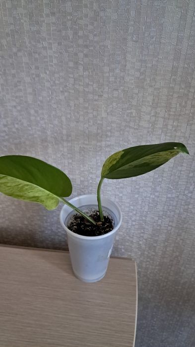 Продам эпипремнум,  сингониумы