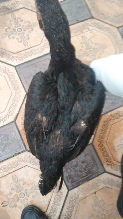 Dakan tovuq sotiladi